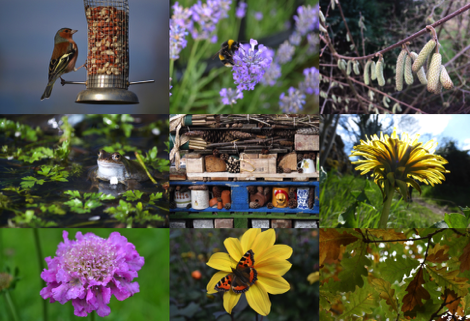 Wildlife garden montage